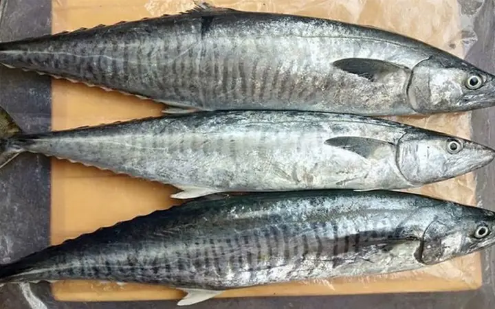 Hình Ảnh Các Loại Cá Thu Phổ Biến Nhất: Phân Biệt & Đặc Điểm