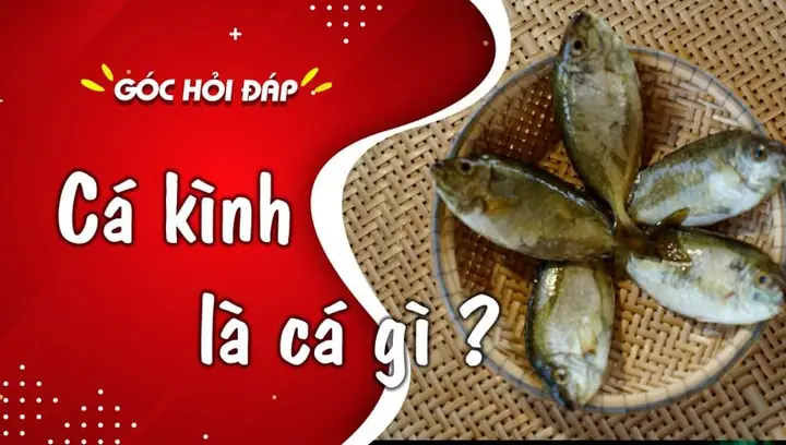 Hình Ảnh Con Cá Kình: Đặc Điểm, Phân Loại Và Lợi Ích