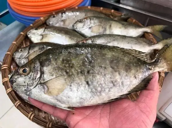 Hình Ảnh Con Cá Kình: Đặc Điểm, Phân Loại Và Lợi Ích