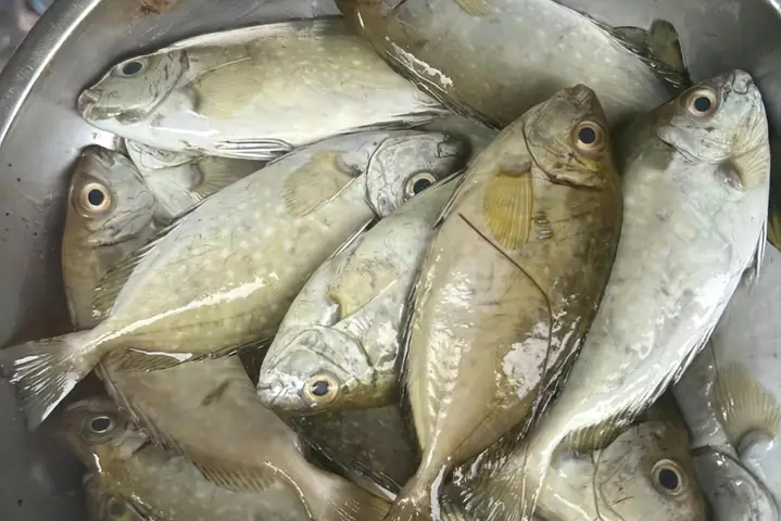 Hình Ảnh Con Cá Kình: Đặc Điểm, Phân Loại Và Lợi Ích