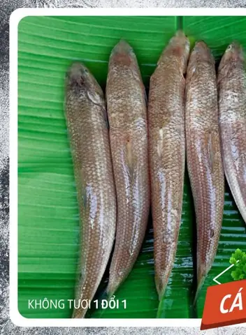 Hình Ảnh Cá Mối: Đặc Điểm Nhận Dạng, Cách Chọn Mua Và Chế Biến Ngon