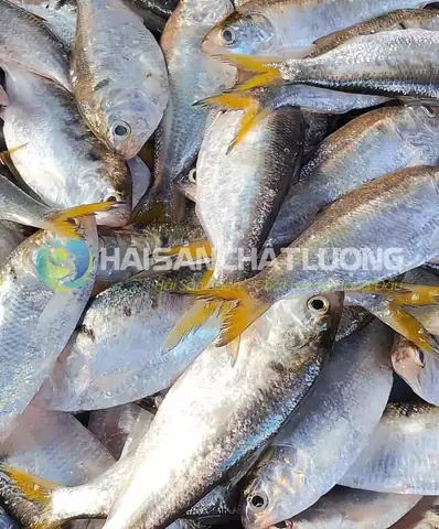 Hình Ảnh Cá Mối: Đặc Điểm Nhận Dạng, Cách Chọn Mua Và Chế Biến Ngon