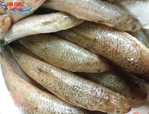 Hình Ảnh Cá Mối: Đặc Điểm Nhận Dạng, Cách Chọn Mua Và Chế Biến Ngon