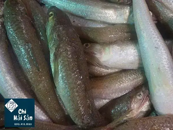 Hình Ảnh Cá Mối: Đặc Điểm Nhận Dạng, Cách Chọn Mua Và Chế Biến Ngon