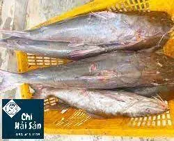 Cá Rún (cá Gúng) Là Gì? Đặc Điểm, Giá Trị Và Cách Chế Biến Ngon Cá Rún (cá Gúng) Là Gì? Đặc Điểm, Giá Trị Và Cách Chế Biến Ngon