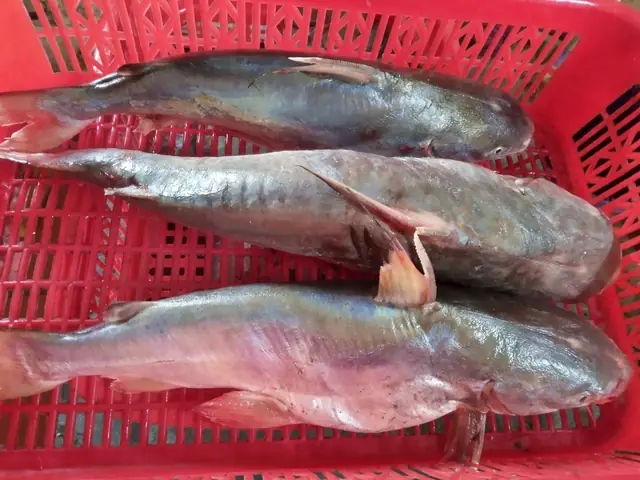 Cá Rún (cá Gúng) Là Gì? Đặc Điểm, Giá Trị Và Cách Chế Biến Ngon Cá Rún (cá Gúng) Là Gì? Đặc Điểm, Giá Trị Và Cách Chế Biến Ngon