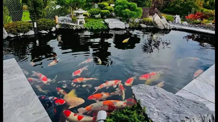 Tuyển Tập Hình Ảnh Hồ Cá Đẹp Nhất: Mẫu Thiết Kế & Trang Trí Ấn Tượng Tuyển Tập Hình Ảnh Hồ Cá Đẹp Nhất: Mẫu Thiết Kế & Trang Trí Ấn Tượng