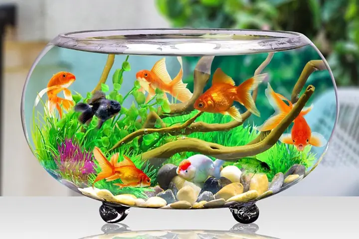 Tuyển Tập Hình Ảnh Hồ Cá Đẹp Nhất: Mẫu Thiết Kế & Trang Trí Ấn Tượng Tuyển Tập Hình Ảnh Hồ Cá Đẹp Nhất: Mẫu Thiết Kế & Trang Trí Ấn Tượng