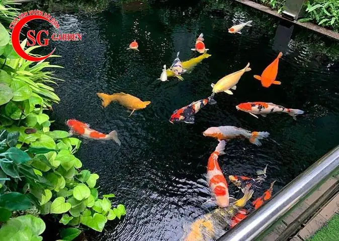 Tuyển Tập Hình Ảnh Hồ Cá Đẹp Nhất: Mẫu Thiết Kế & Trang Trí Ấn Tượng Tuyển Tập Hình Ảnh Hồ Cá Đẹp Nhất: Mẫu Thiết Kế & Trang Trí Ấn Tượng