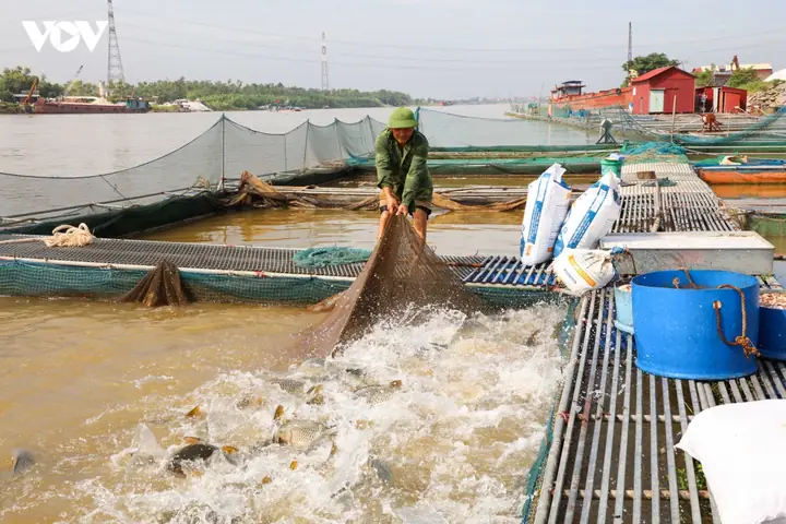Tuyển Tập Hình Ảnh Nuôi Cá Đẹp, Sống Động Nhất (2024)