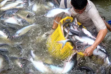 Tuyển Tập Hình Ảnh Nuôi Cá Đẹp, Sống Động Nhất (2024)