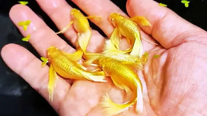 Hình Cá 7 Màu Full Gold: Tuyển Tập Ảnh Đẹp & Ý Tưởng Sáng Tạo