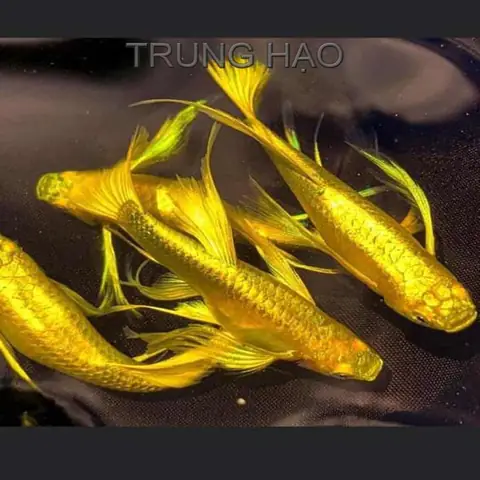 Hình Cá 7 Màu Full Gold: Tuyển Tập Ảnh Đẹp & Ý Tưởng Sáng Tạo