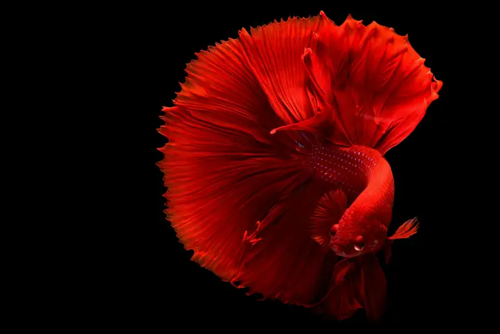 Bộ Sưu Tập Hình Ảnh Cá Betta Đẹp & Ấn Tượng Nhất