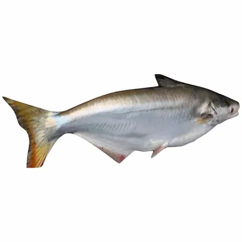 Phân Biệt Cá Bông Lau: Đặc Điểm, So Sánh Và Các Món Ngon