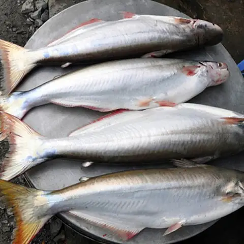 Phân Biệt Cá Bông Lau: Đặc Điểm, So Sánh Và Các Món Ngon
