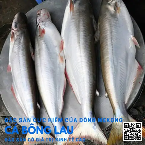 Phân Biệt Cá Bông Lau: Đặc Điểm, So Sánh Và Các Món Ngon