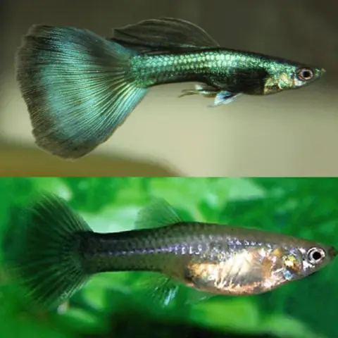 Tổng Hợp Các Dòng Cá Guppy Đẹp: Hướng Dẫn Chi Tiết Cho Người Yêu Cá Cảnh