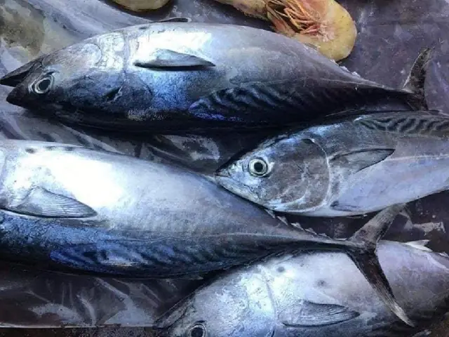 Hình Ảnh Cá Ngừ Đại Dương Đẹp Nhất & Thông Tin Chi Tiết Hình Ảnh Cá Ngừ Đại Dương Đẹp Nhất & Thông Tin Chi Tiết