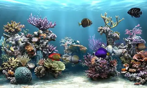 Hình Nền Bể Cá 3d Đẹp Mắt Cho Máy Tính: Tải Miễn Phí & Hướng Dẫn Cài Đặt