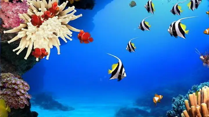 Hình Nền Bể Cá 3d Đẹp Mắt Cho Máy Tính: Tải Miễn Phí & Hướng Dẫn Cài Đặt