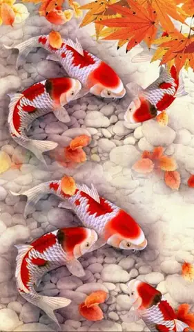 Hình Nền Cá Bơi Lội Đẹp Nhất: Mẫu 3d, Động, Koi & Lưu Ý Chọn Lọc