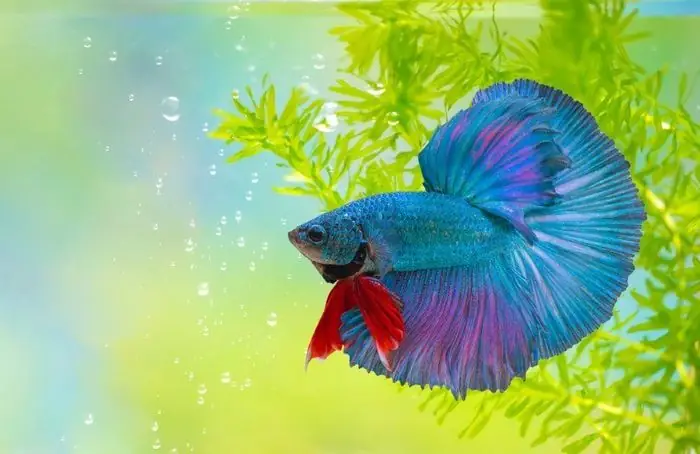 Top 10.000+ Hình Nền Cá Betta Đẹp Nhất Miễn Phí Cho Điện Thoại & Máy Tính