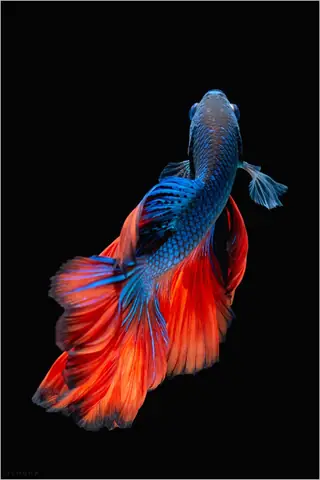 Hình Nền Cá Xiêm (betta): Tuyển Tập Ảnh Đẹp & Hướng Dẫn Chọn Lọc Miễn Phí