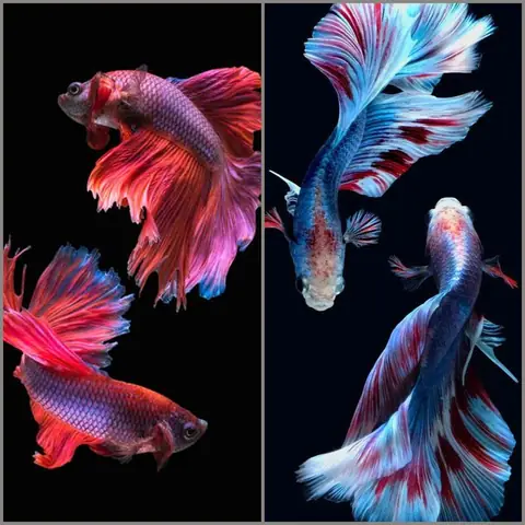 Top 45+ Hình Nền Con Cá Đẹp Nhất Cho Iphone: 3d, Live Wallpaper & Cá Koi