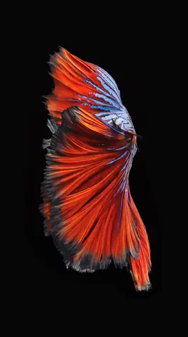 Top 45+ Hình Nền Con Cá Đẹp Nhất Cho Iphone: 3d, Live Wallpaper & Cá Koi