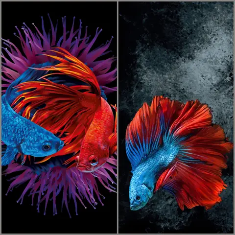 Top 45+ Hình Nền Con Cá Đẹp Nhất Cho Iphone: 3d, Live Wallpaper & Cá Koi