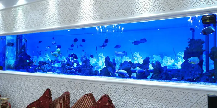 Hồ Cá Acrylic: Ưu Nhược Điểm, So Sánh Và Lưu Ý Khi Lựa Chọn