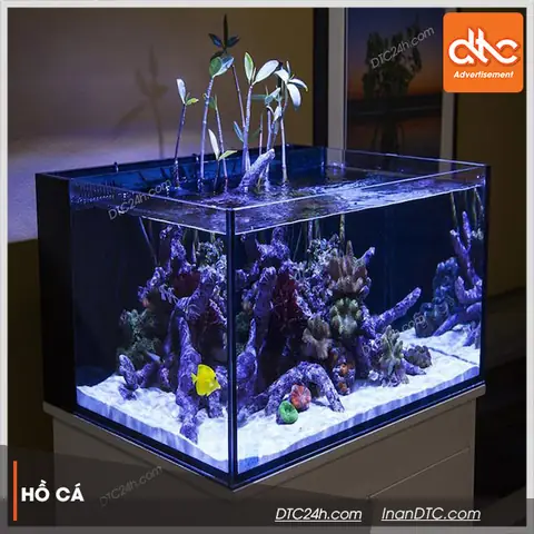 Hồ Cá Acrylic: Ưu Nhược Điểm, So Sánh Và Lưu Ý Khi Lựa Chọn