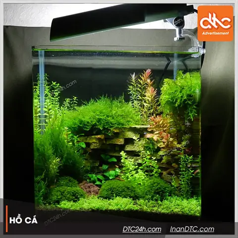 Hồ Cá Acrylic: Ưu Nhược Điểm, So Sánh Và Lưu Ý Khi Lựa Chọn