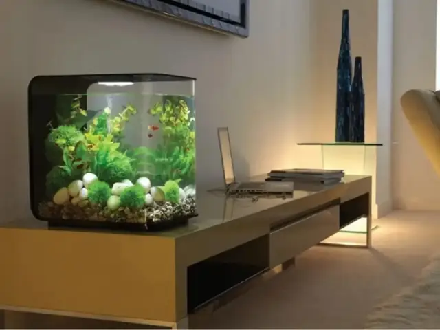 Hướng Dẫn Chi Tiết Cách Làm Hồ Cá Bằng Kính Đẹp Tại Nhà & Lưu Ý Quan Trọng