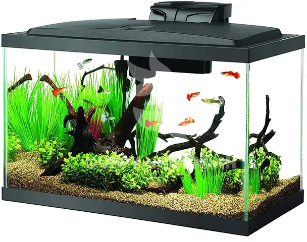Hướng Dẫn Setup Hồ Cá Bảy Màu Chuẩn Và Cách Nuôi Cá Khỏe Hướng Dẫn Setup Hồ Cá Bảy Màu Chuẩn Và Cách Nuôi Cá Khỏe