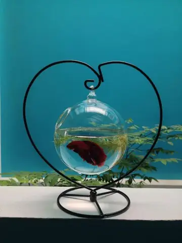 Hồ Cá Betta Mini: Hướng Dẫn Chọn, Setup Và Trang Trí Tối Ưu
