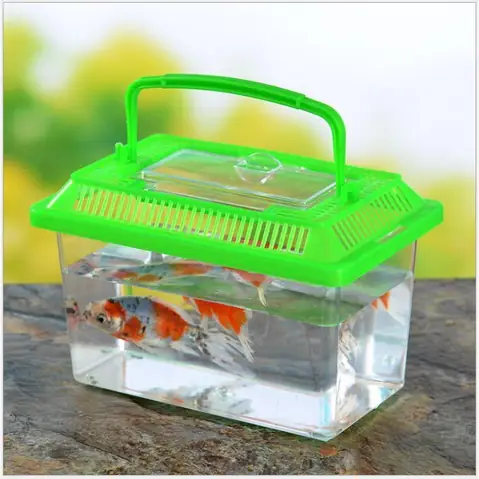 Hồ Cá Betta Mini: Hướng Dẫn Chọn, Setup Và Trang Trí Tối Ưu