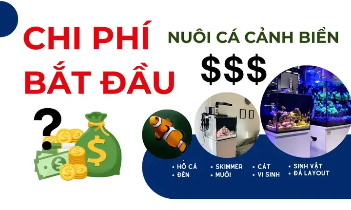 Hồ Cá Biển Giá Bao Nhiêu? Bảng Giá Chi Tiết Và Yếu Tố Ảnh Hưởng