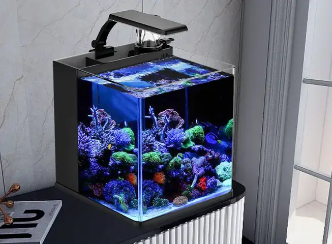 Hướng Dẫn Chi Tiết Setup Hồ Cá Biển Nhỏ Tại Nhà Dành Cho Người Mới Bắt Đầu