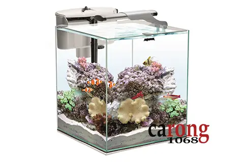 Hướng Dẫn Chi Tiết Setup Hồ Cá Biển Nhỏ Tại Nhà Dành Cho Người Mới Bắt Đầu