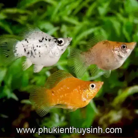 Cá Bình Tích: Đặc Điểm, Kỹ Thuật Nuôi & Cách Chăm Sóc Toàn Diện
