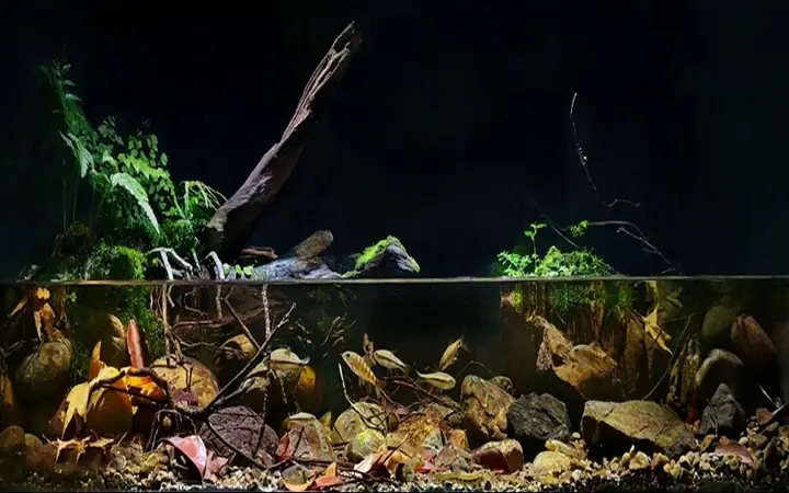 Hồ Cá Biotope Đẹp: Ý Tưởng Setup & Hướng Dẫn Chi Tiết Cho Người Mới