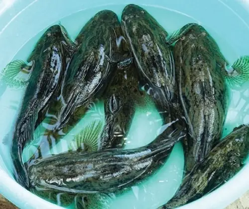 Họ Cá Bống Đen: Đặc Điểm, Phân Loại Và Ý Nghĩa Sinh Thái