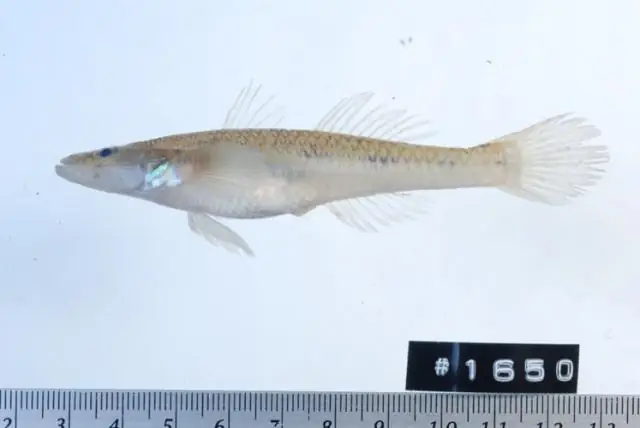 Họ Cá Bống Trắng (gobiidae): Đặc Điểm, Phân Loại & Các Loài Phổ Biến