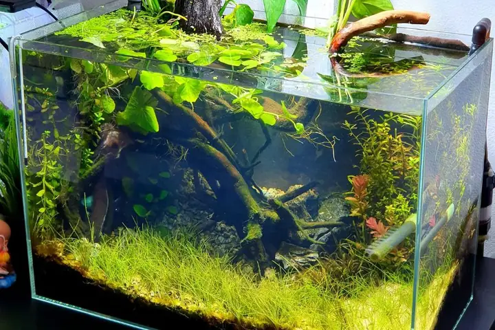 35+ Mẫu Hồ Cá Cảnh Mini Đẹp: Lựa Chọn Hoàn Hảo Cho Mọi Không Gian