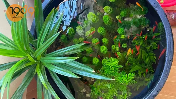 Hướng Dẫn Chi Tiết: Biến Chậu Cây Thành Hồ Cá Mini Đẹp, Độc Đáo Hướng Dẫn Chi Tiết: Biến Chậu Cây Thành Hồ Cá Mini Đẹp, Độc Đáo