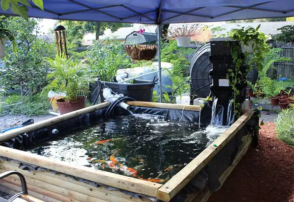 Hồ Cá Chép Nhật: Hướng Dẫn Chi Tiết Từ A-z Cho Người Mới Bắt Đầu Hồ Cá Chép Nhật: Hướng Dẫn Chi Tiết Từ A-z Cho Người Mới Bắt Đầu