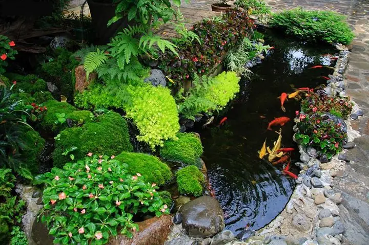 Hồ Cá Chép Nhật: Hướng Dẫn Chi Tiết Từ A-z Cho Người Mới Bắt Đầu Hồ Cá Chép Nhật: Hướng Dẫn Chi Tiết Từ A-z Cho Người Mới Bắt Đầu