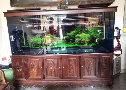 Mua Bán Hồ Cá Cũ Giá Rẻ Tphcm: Top Địa Chỉ Uy Tín & Kinh Nghiệm